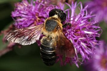 vernonia with resin bee